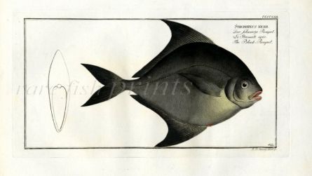 THE BLACK PAMPEL Stromateus Niger print
