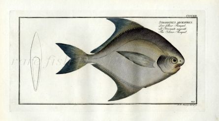 THE SILVER PAMPEL Stromateus Argenteus print
