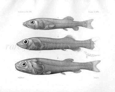 BATHYROCETES & LEPTOCHILICHTHYS   - Garman deep sea fish print