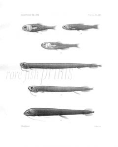 MYCTOPHUM, STOMIAS - Garman deep sea fish print