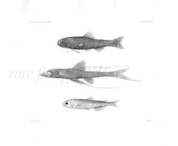 BATHYPTEROIS & MYCTOPHUM - Garman deep sea fish print