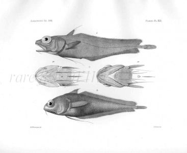 LAEMONEMA GRACILLIPES & PHYCICULUS - Garman deep sea fish print
