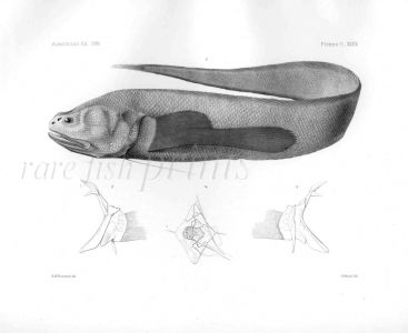 ERETMICHTHY'S PINNATUS - Garman deep sea fish print