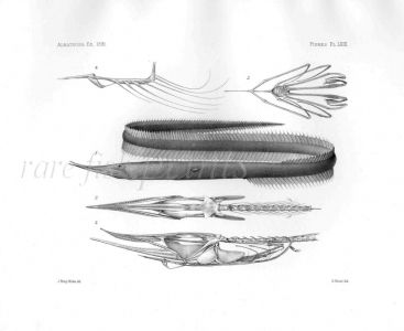 SERRIVOMER SECTOR & SKULL - Garman deep sea fish print