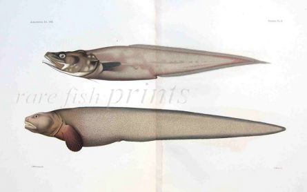 VIPIPAROUS BROTULA & EELPOUT (MAYNEA, CATAETYX) - Garman deep sea fish print