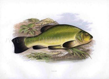 THE TENCH print