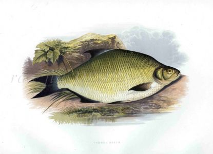 THE COMMON BREAM or BRONZE BREAM print