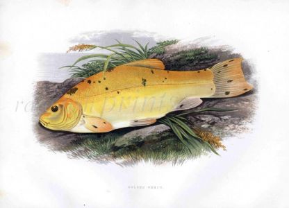 THE GOLDEN TENCH print