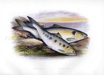 THE ALLIS SHAD & TWAIT SHAD print