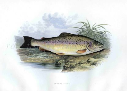 THE COMMON TROUT print