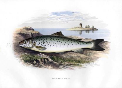 THE LOCH LEVEN TROUT print