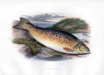 THE GILLAROO TROUT print