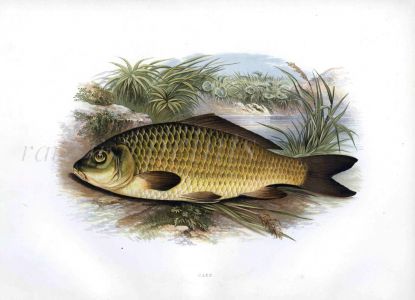 THE COMMON CARP print