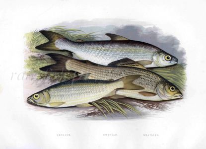 THE VENDACE, GWYNIAD, GRAYLING print