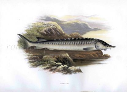 THE STURGEON print