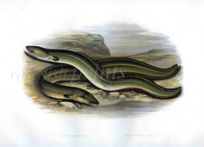 THE SHARP NOSED EEL & BROAD NOSED EEL print