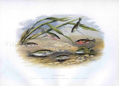 THE STICKLEBACKS print