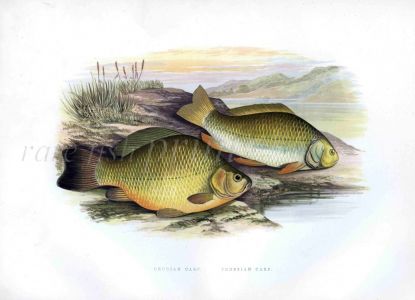 THE CRUCIAN CARP & PRUSSIAN CARP print