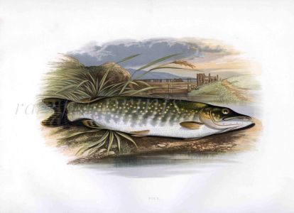 THE PIKE print