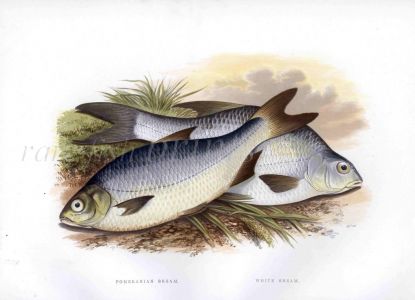 THE POMERANIAN BREAM & WHITE BREAM print