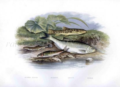 THE MINNOW, LOACH AND BLEAK print