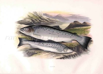 THE SEWEN or SEATROUT print