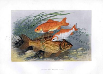 THE GOLDEN CARP & BRONZE CARP print