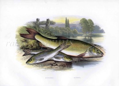 THE BARBEL print