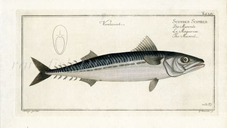THE MACKEREL Bloch fish print 1758 (Scomber Scomber)