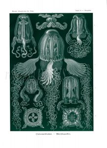 HAECKEL - CUBOMEDUSAE - CNIDARIA - BOX JELLYFISH print 1899 - 1904