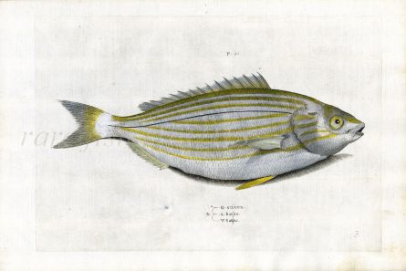 SALVIANI - THE DREAMFISH SEA BREAM woodcut (Salpa sarpa) 1554