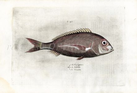 SALVIANI - THE SEA BREAM 1554