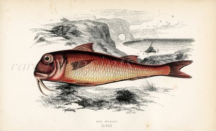 THE RED MULLET fish print