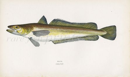 THE HAKE fish print