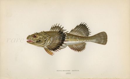 THE FOUR-HORNED COTTUS fish print