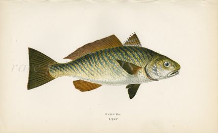 THE UMBRINA fish print
