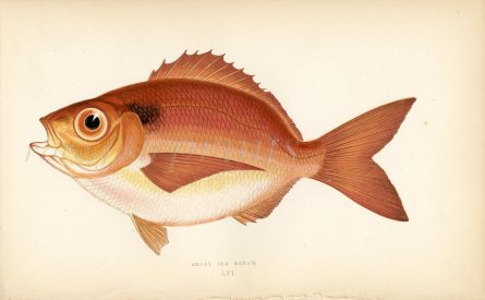 THE SHORT SEA BREAM print