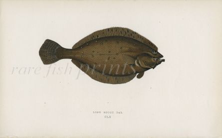 THE LONG ROUGH DAB fish print