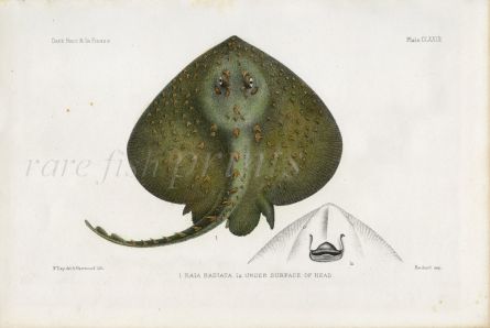 THE THORNY SKATE - RAI RADIATA & UNDER SURFACE OF HEAD fish print