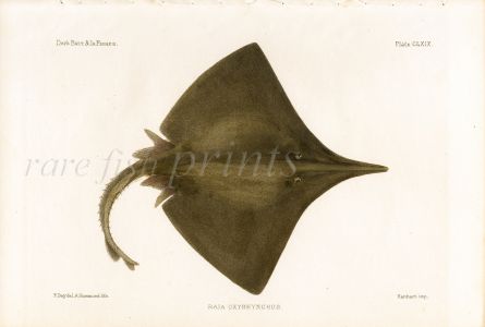 THE BURTON SHARP-NOSED RAY -RAIA OXYRHYNCHUS fish print