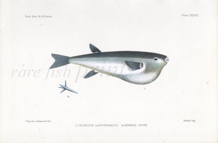 THE PUFFERFISH - TETRODON LAGOCEPHALUS fish print