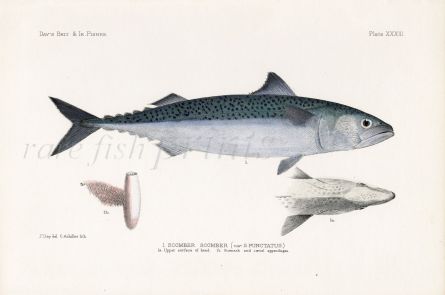 THE MACKEREL - SCOMBER SCOMBER (VAR. S. PUNCTATUS ) fish print