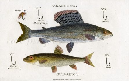 SCOTT/BUNNEY & GOLD: THE GRAYLING, GUDGEON, HOOKS AND FLY fishing print 1801