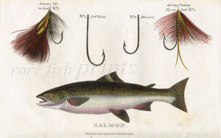 SCOTT/BUNNEY & GOLD: THE ATLANTIC SALMON  & SALMON FLIES - fishing print 1801