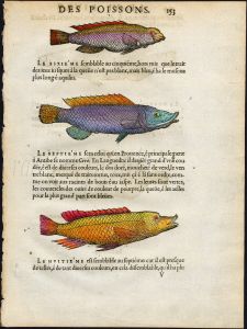 THE WRASSE woodcut print  1558