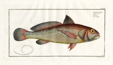THE ANEY fish print  (Johnius Aneus - Sciaendae)