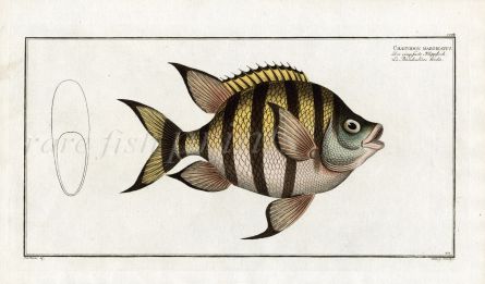 THE BUTTERFLY FISH print (Chaetodon Marginatus) 1758