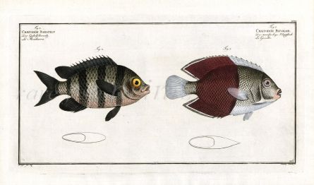 THE BICOLOUR ANGELFISH AND THE FIVE FINGER BUTTERFLYFISH Bloch fish print  (chaetodon) 1787