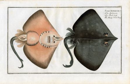 THE SHARPNOSED RAY  fish print (Raia Oxyrinchus0