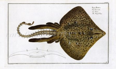 THE ROUGH RAY THORNBACK print (Raja Rubus)